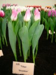 [Showbizz 2006_0103Image0013.JPG]